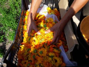 Bio Ringelblumen "Orange Flash" – Bild 2