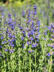 Mehr über den Artikel erfahren Hyssopus officinale – Ysop
