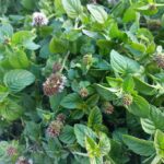 Mentha aquatica – Wasserminze