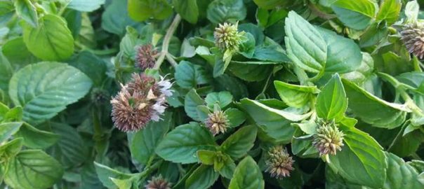 Bio Kräutertee Minze