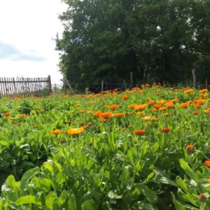 Das Beste der Ringelblume Bio