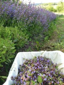 Mehr über den Artikel erfahren Salvia officinalis – Salbei