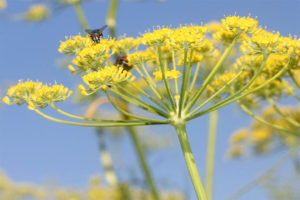 Mehr über den Artikel erfahren Erweiterung der Aditi-Kulturen