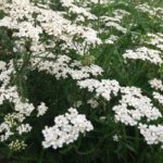 Achillea millefolium – Schafgarbe