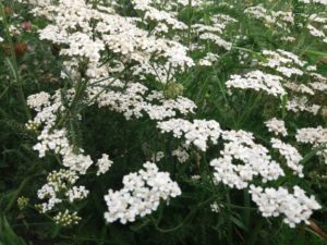 Mehr über den Artikel erfahren Achillea millefolium – Schafgarbe