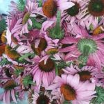 Echinacea purpurea – Roter Sonnenhut