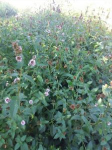 Mehr über den Artikel erfahren Mentha piperita – Die Glatte Minze (Pfefferminze)