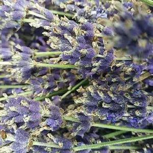 Kräuteressenz auch zur Gesichtspflege Bio Lavendel