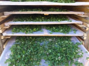 Mehr über den Artikel erfahren Minze-Ernte