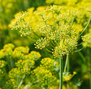 Kräuteressenz auch zur Gesichtspflege Bio Fenchel