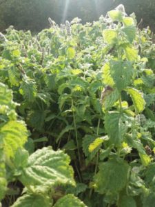 Mehr über den Artikel erfahren Mentha spicata crispa – Krause Minze