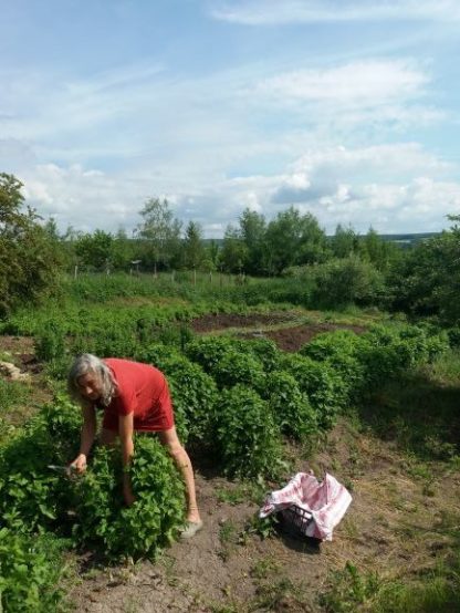 Das Beste der Melisse – Bild 3