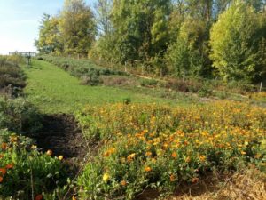 Mehr über den Artikel erfahren Permakultur – Viel mehr als Gartenbau