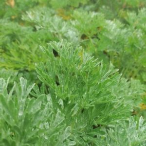 Bio Wermut „Zaubergarten“