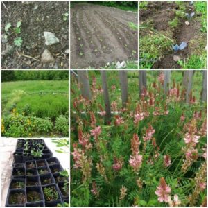 Mehr über den Artikel erfahren Permakultur – die liebevolle Antwort für unsere Natur