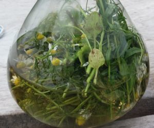 Mehr über den Artikel erfahren Anwendung natürlicher Pflanzenkraft