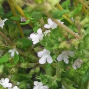 Bio Thymian „Rote Sonne“