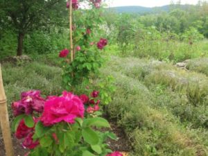 Mehr über den Artikel erfahren Thymus vulgaris- Thymian