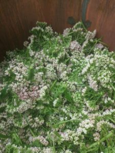 Mehr über den Artikel erfahren Valeriana officinale – Baldrian