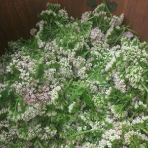 Bio Baldrian Blüten „Silberelfe“