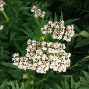 Bio Schafgarbe „Silberglanz“