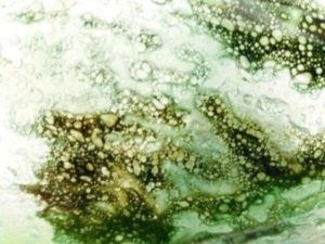 Mehr über den Artikel erfahren Artemisia absinthum – Wermut