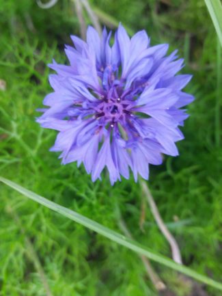 Kornblume