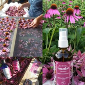 Mehr über den Artikel erfahren Der Sonnenhut in der Traumatherapie ?