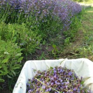 Bio Salbei „Violette Kraft“