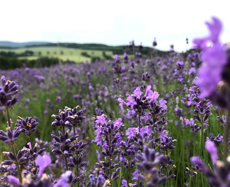 Lavendel