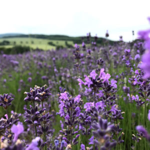 Das Beste des Lavendel