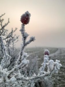 Mehr über den Artikel erfahren Werden und Vergehen – ein Geschenk der Ohnmacht