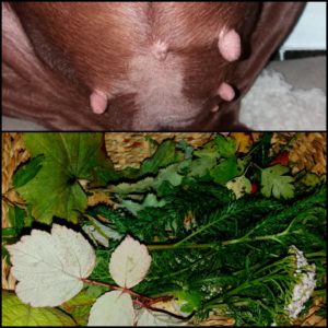 Mehr über den Artikel erfahren Pflanzen und Tiere