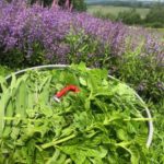 FAQ – Fragen und Antworten