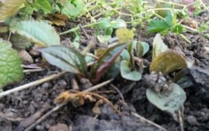 Mehr über den Artikel erfahren Vom „Lesen“ des Menschen zum Finden des passenden Heilkrauts