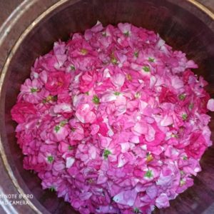 Das Beste der Rose