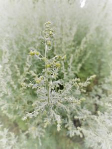 Mehr über den Artikel erfahren Verwandlung – Die Kraft des Wermutkrauts