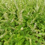 Mentha Spicata – Die Speer-Minze