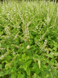 Mehr über den Artikel erfahren Mentha Spicata – Die Speer-Minze