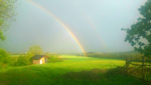 Mehr über den Artikel erfahren Wie Pflanzen wirken und heilen