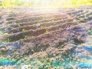 Mehr über den Artikel erfahren Das Pflanzennetz