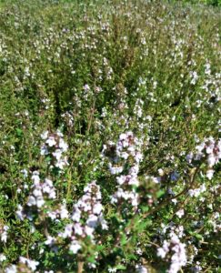 Mehr über den Artikel erfahren Inspirationen im Thymian