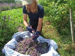 Mehr über den Artikel erfahren Natürliche Pflanzenapotheke