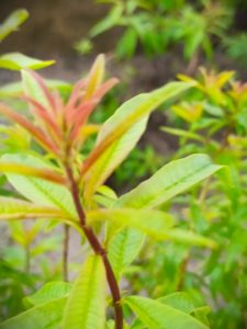 Mehr über den Artikel erfahren Aloysia citrodora – Zitronenverbene