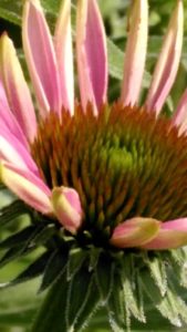 Mehr über den Artikel erfahren Stehen wie ein Baum – oder wie ein Sonnenhut