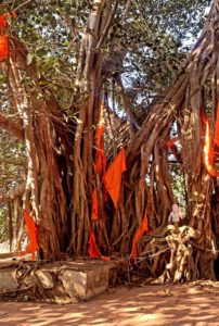 Mehr über den Artikel erfahren Ayurveda und die Brücke zur TCM