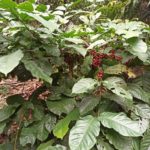 Der Garten als Kosmos