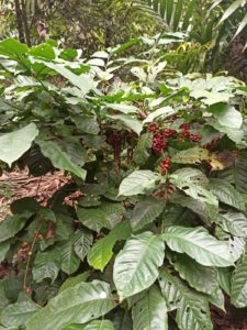 Mehr über den Artikel erfahren Der Garten als Kosmos