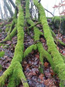 Mehr über den Artikel erfahren Die unsichtbare Welt in der Natur