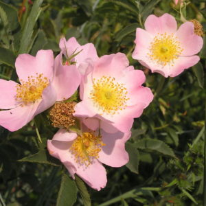 Wildrose im Topf